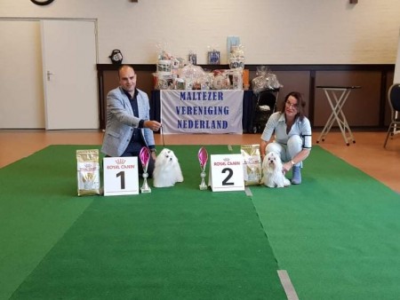 L. Barones Zara Of Erwin's Dream Lovers Eig: E.C.A.M. Manders & R. Lady Daphne From Cemonla's Place Eig: H.H. Hazenberg - Bensink